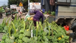 Thị trường trong, ngoài nước đều ưa thích chuối Mật mốc