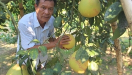 Phục tráng bưởi Tiến Vua