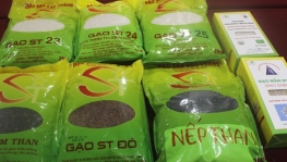 Gạo ST25 đoạt giải gạo ngon nhất thế giới