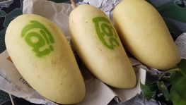 Xoài thư pháp in 2 chữ hút khách