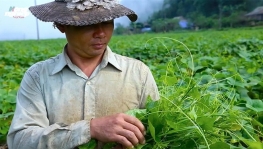 Khám phá vùng su su Tân Lạc