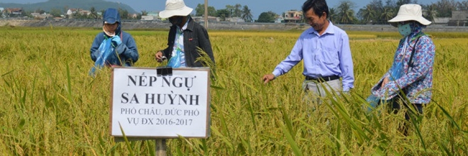 Giữ hương nếp ngự Sa Huỳnh