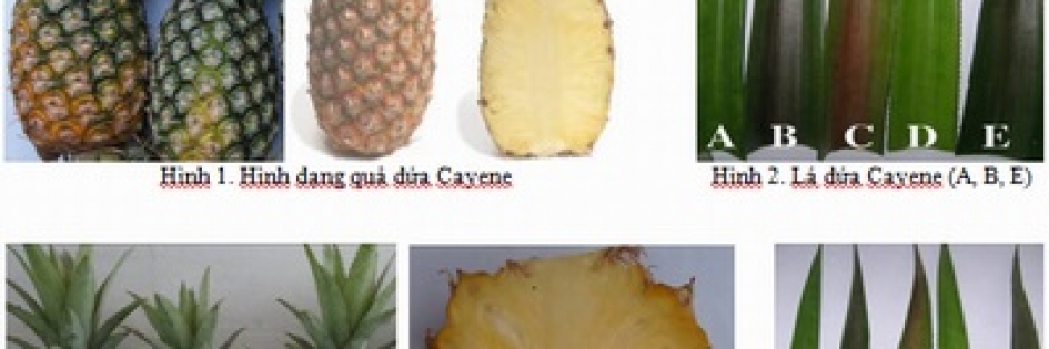 Dứa Đồng Giao được bảo hộ chỉ dẫn địa lý