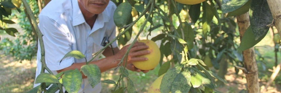 Phục tráng bưởi Tiến Vua
