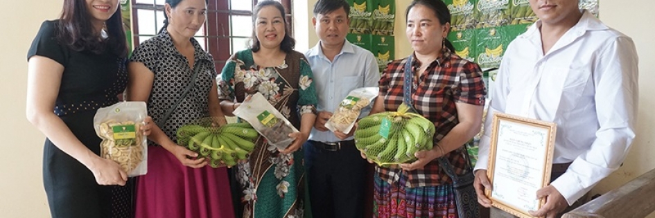 Được bảo hộ nhãn hiệu, “Chuối Lào Cai” có cơ hội mới