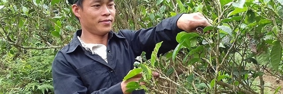 Chè hữu cơ Bản Liền của người Tày