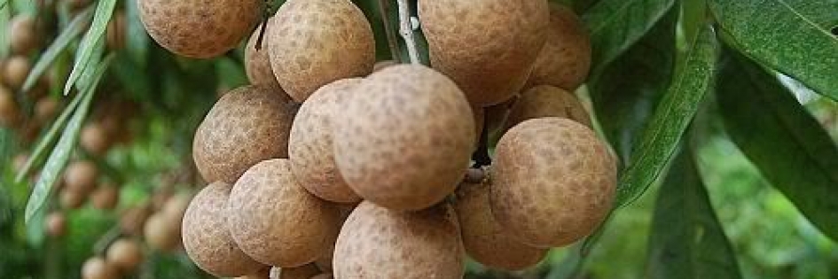 Loại nhãn cực phẩm chỉ Việt Nam có, Trung Quốc xin mua không bán