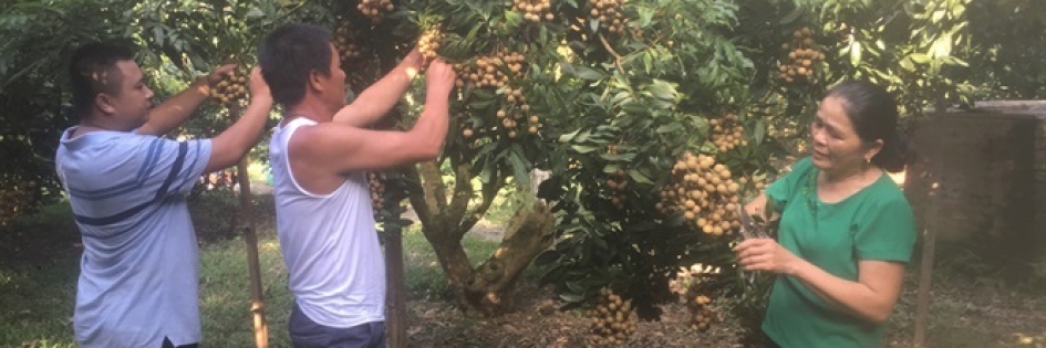 Nhãn Hương Chi, nhãn Sơn Thủy trên đất Hòa Bình