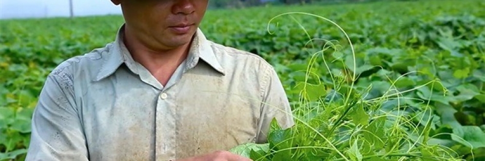 Khám phá vùng su su Tân Lạc