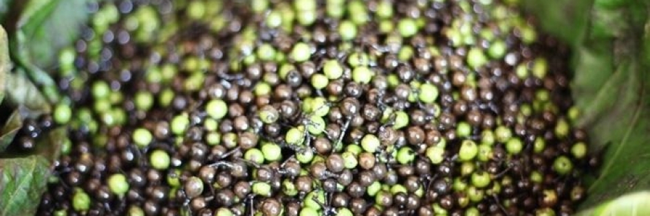 Sả rừng bé tí ti thơm cỡ nào mà giá tới 300 ngàn/ký?